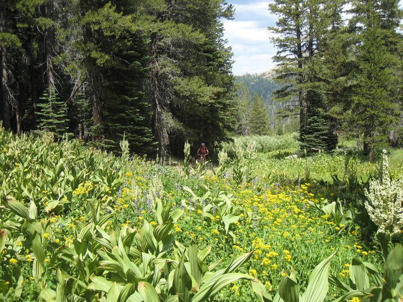 Wildflowers blooming on the TRT