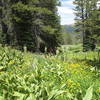 Wildflowers blooming on the TRT