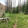 There are a few small meadows before dropping into the woods