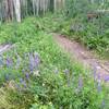 Wild lupine line the trail most of the way to the top.