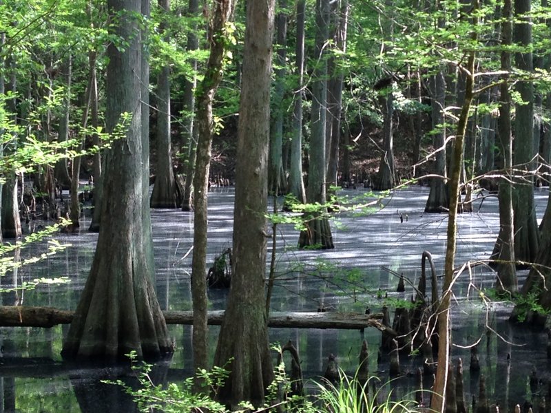 Cypress swamp