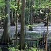 Cypress swamp