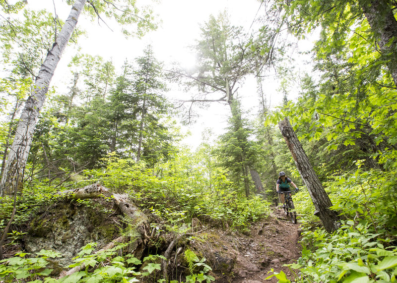 The last rowdy, rooty section of Red Trail.