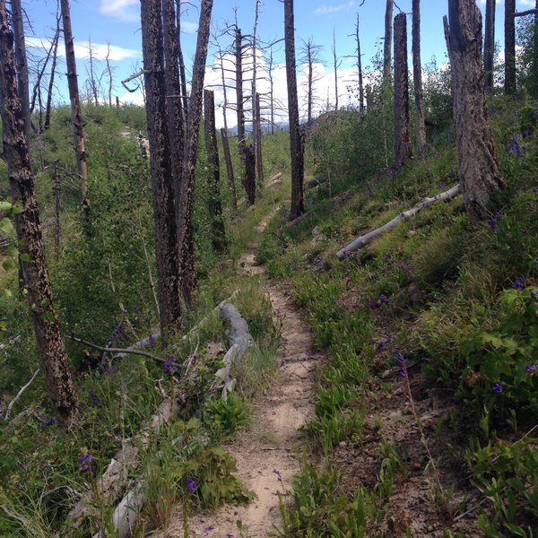 Singletrack through the old burn