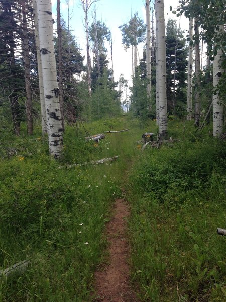 Aspens, wildflowers and singletrack