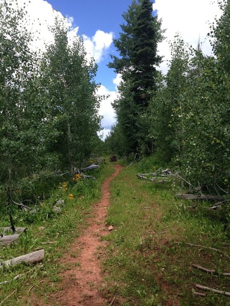 Where the trail levels off, approaching the junction with Stevens Creek Trail