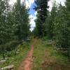 Where the trail levels off, approaching the junction with Stevens Creek Trail