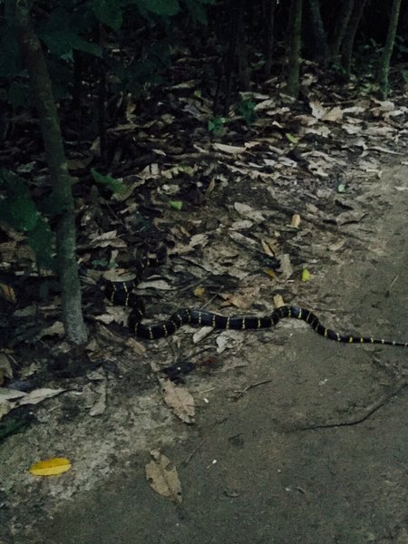 Jungle wildlife can be fun.  Monkeys up high, and snakes down low!