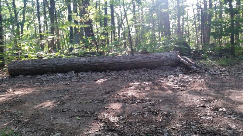 Log to ride, about 15 feet long. Easy ramp on the right.