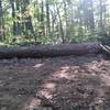 Log to ride, about 15 feet long. Easy ramp on the right.