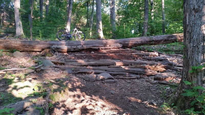 Large tree obstacle, view from the bottom.