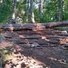 Large tree obstacle, view from the bottom.