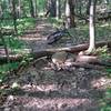 Obstacle at the bottom of the hill. You'll see this after taking a hard right around a tree.