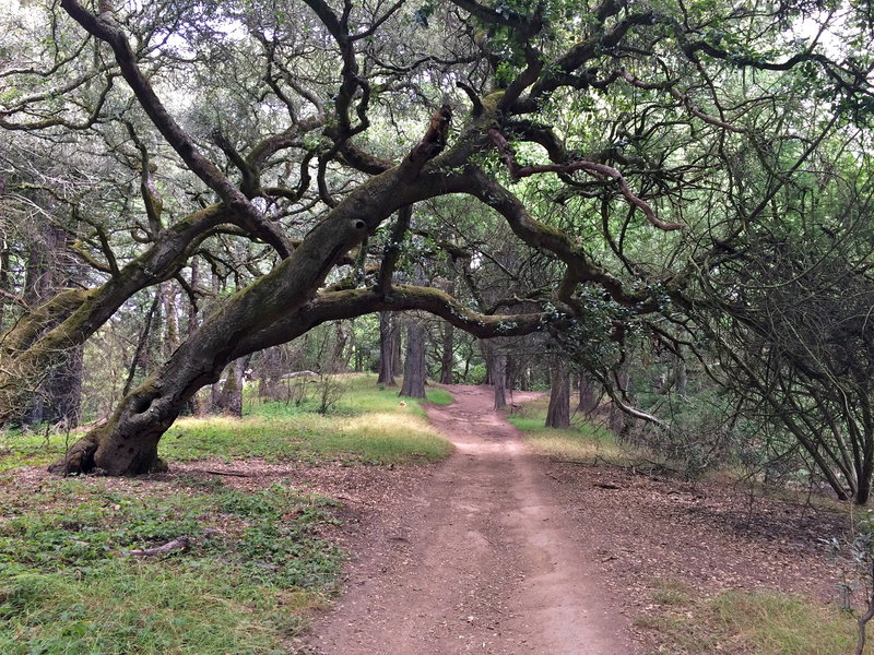 'Magic Forest', in Oakland!