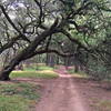 'Magic Forest', in Oakland!