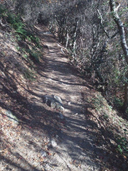 Starting onto the singletrack off the San Olene Fireroad.