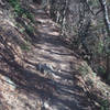 Starting onto the singletrack off the San Olene Fireroad.