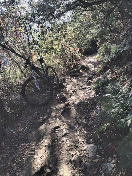 Typical trail conditions along Upper Winter Creek Trail section.  Periodic technical sections keep things interesting.