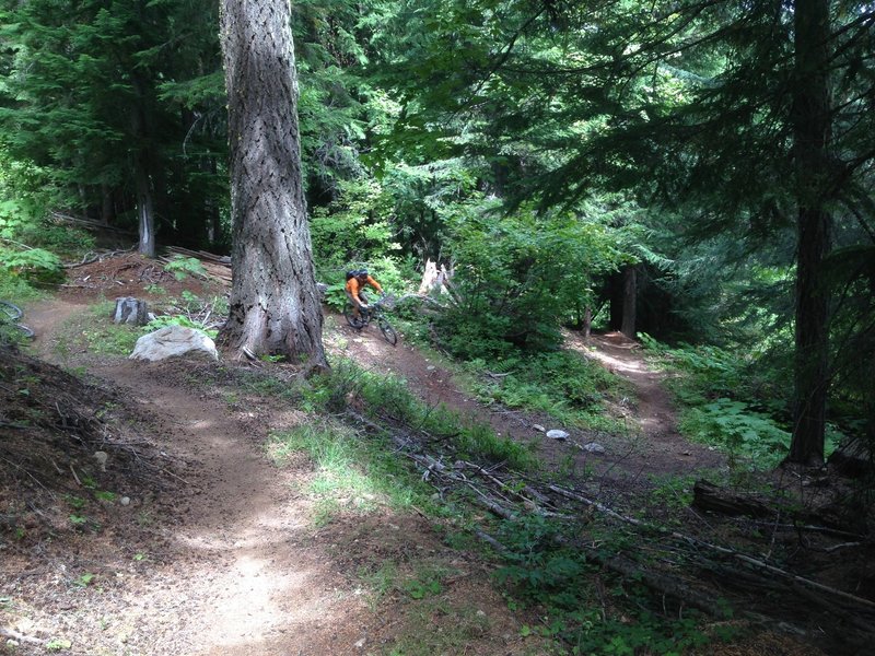 Big trees, big Devils Club, big turns!