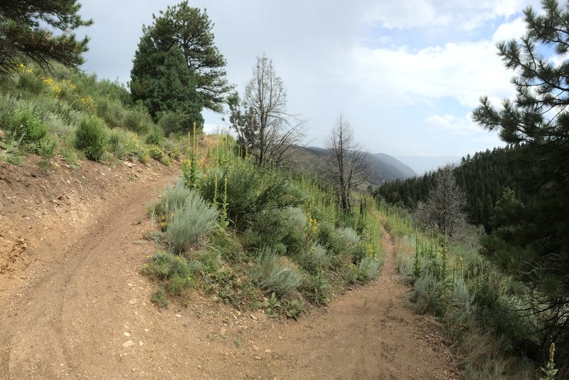 Nearing the high point of the trail before descending into Reynolds Park - after ascending from Reynolds Park.