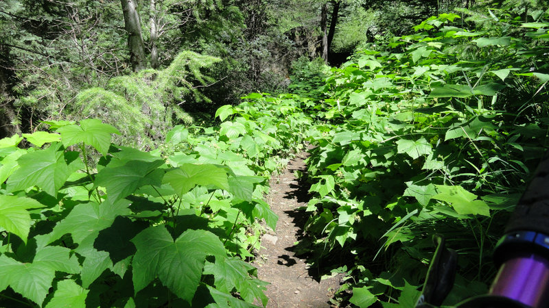 Some of the dense vegetation along the trail.