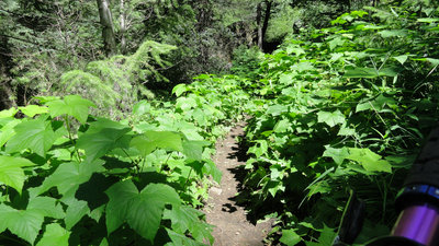 Some of the dense vegetation along the trail.