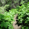 Some of the dense vegetation along the trail.