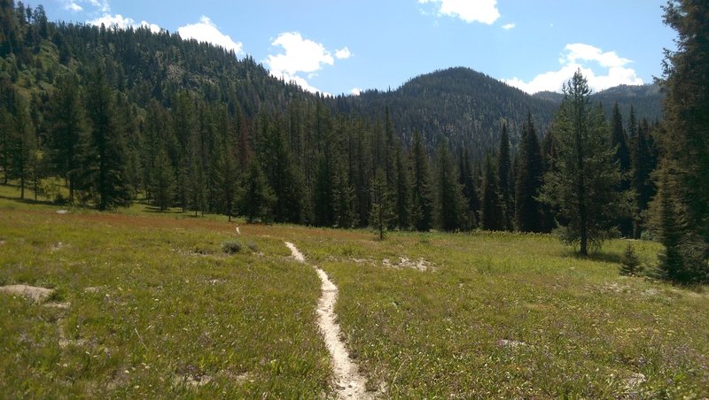 Amazing meadow on the North Fork of Kennaly Creek