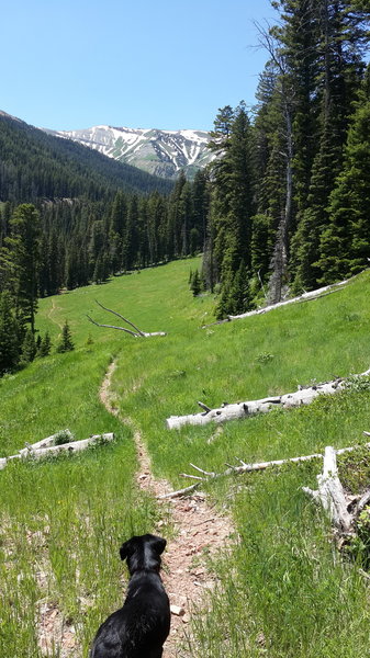 Looking down to where trail dives into woods.