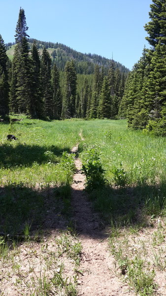 First meadow looking up at 'A' Mountain