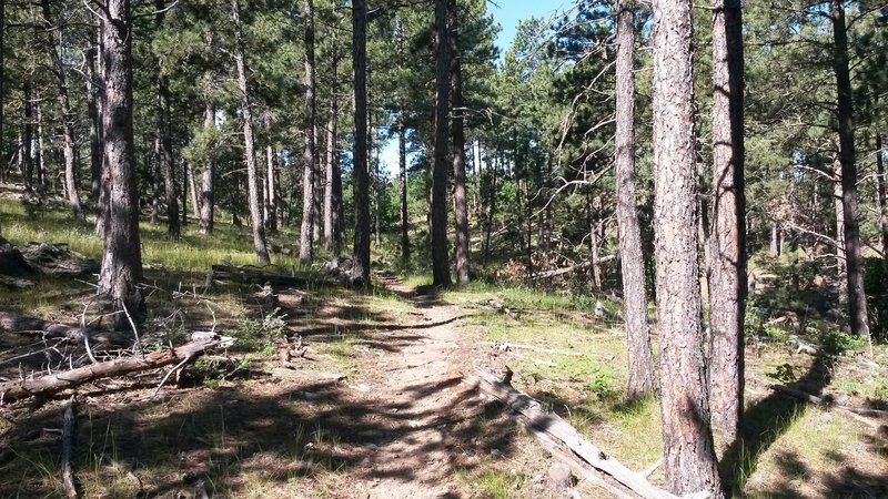 Singletrack through the pine trees.