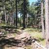 Singletrack through the pine trees.