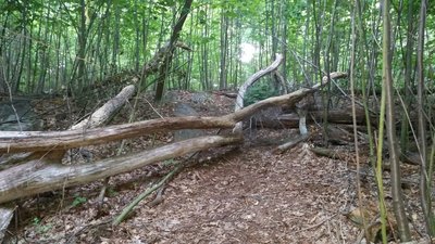 The trail gods have cleared this tree fall.