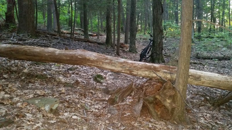 Tree fall that blocks trail. With some work this could be rideable.