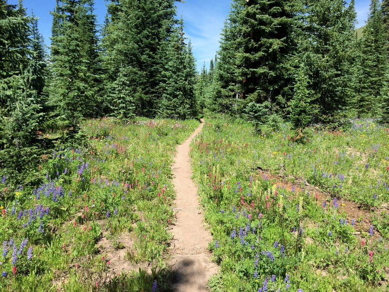 Many wildflowers still at end of July