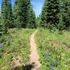 Many wildflowers still at end of July