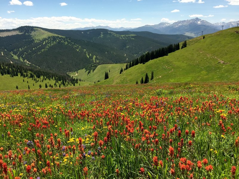 Many wildflowers still at end of July