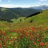 Many wildflowers still at end of July