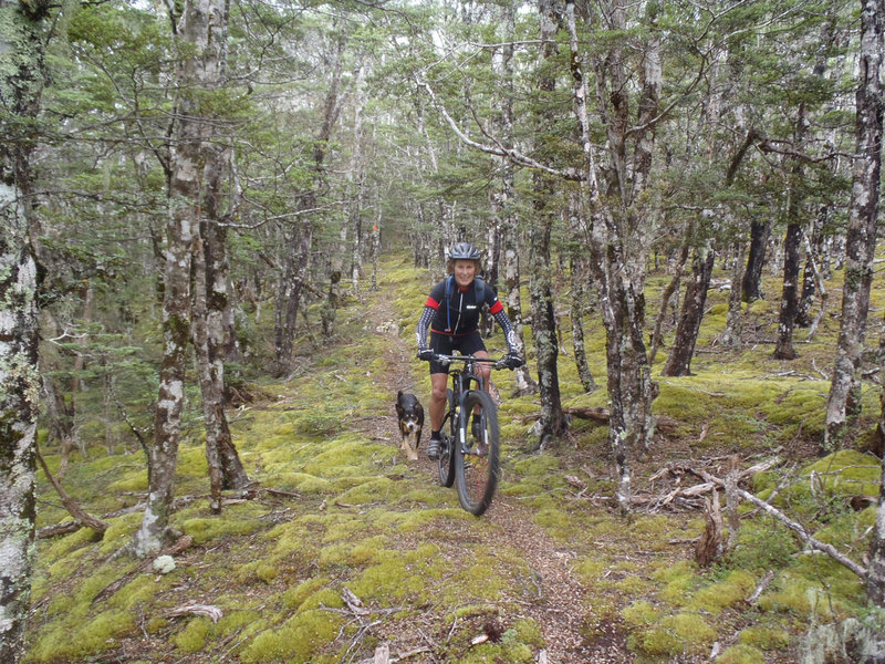 Beech forest, Maitland Ridge Track