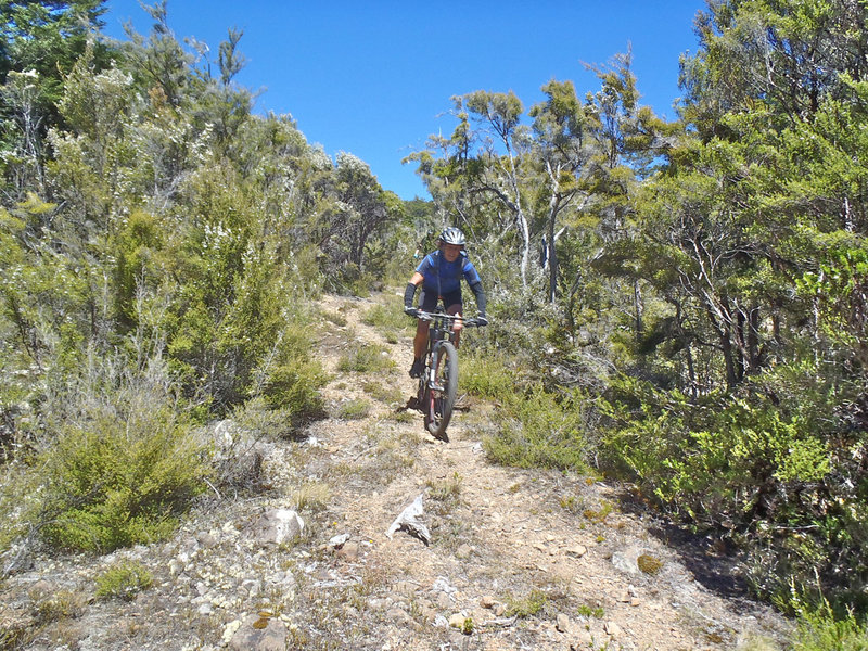 Riding through mineral belt scrub down to Red Hills Hut