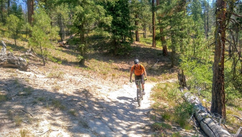 Entering the trees on lower Peace Creek