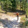 Entering the trees on lower Peace Creek