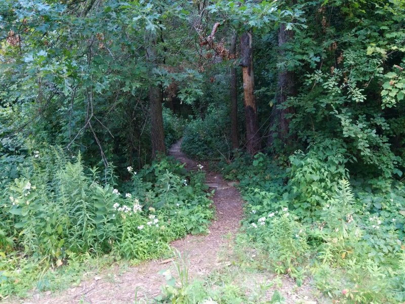 Singletrack entrance off of old Point Douglas Rd