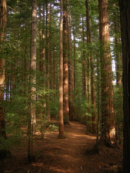 Redwood forests of Rotorua