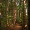 Redwood forests of Rotorua