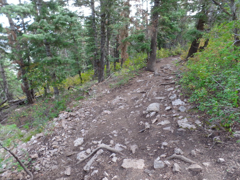 A sweet little rock garden on Sweeney's.