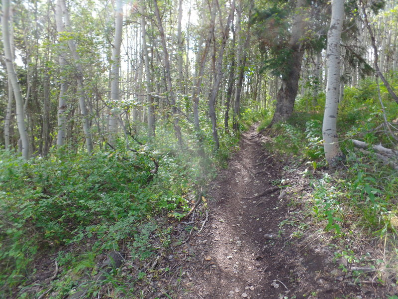 A pretty, forested section near the start of John's Trail.