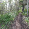 A pretty, forested section near the start of John's Trail.