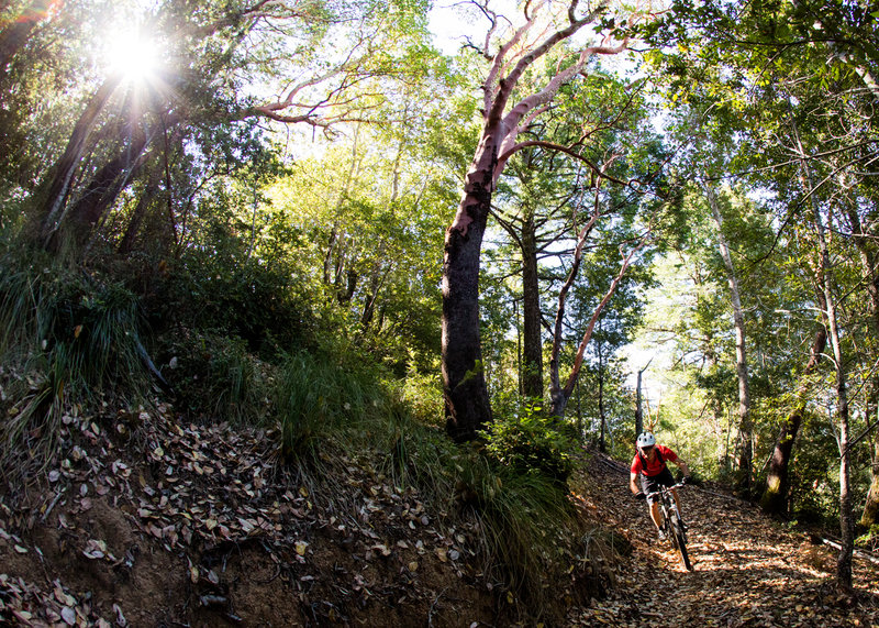 A brief respite from the climb up Pacific Rim trail.