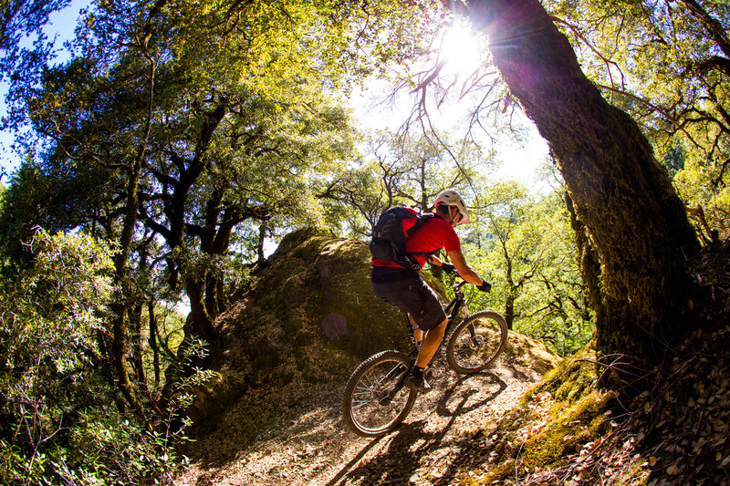 A tight, narrow and exposed forest section of the Pacific Rim trail.